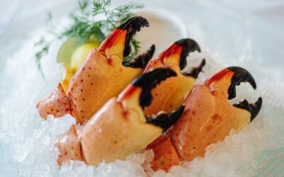 The return of Stone Crabs to come in OCTOBER!